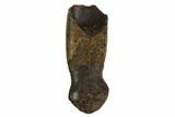 Partially Rooted Alligatoroid (Brachychampsa) Tooth - Montana #129814-1